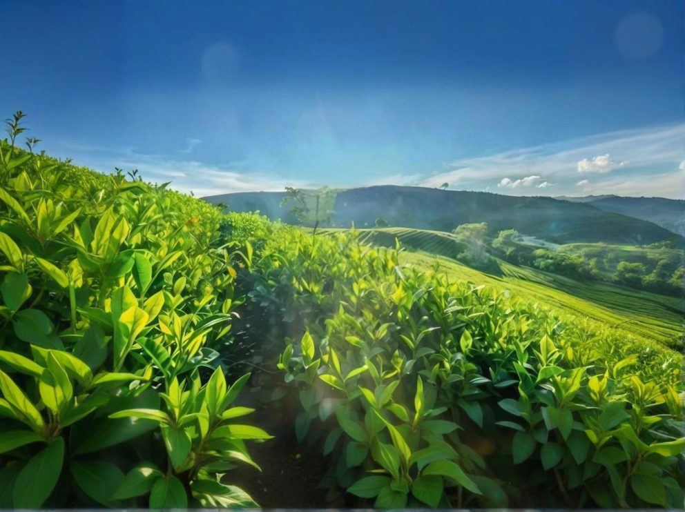 荼葉生產(chǎn)地配置了萊恩德農(nóng)藥殘留檢測(cè)儀，提升茶葉銷(xiāo)售市場(chǎng)